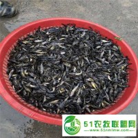 景德鎮(zhèn)黃丫頭苗養(yǎng)殖基地 黃骨魚(yú) 怎么提高存活率
