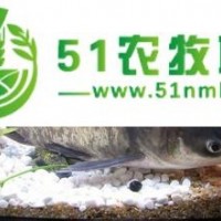 1斤以上花鰱魚苗湖北汈汊大量供應(yīng)管送保成活