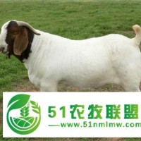 南非波爾山羊