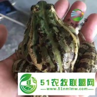 青蛙該怎么樣養(yǎng)殖？禾牧黑斑蛙來教你