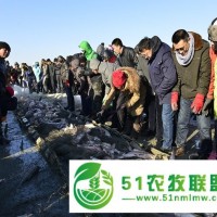 查干湖魚胖頭魚價格一斤，查干湖胖頭魚團(tuán)購禮盒