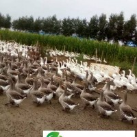 黑龍江大慶鵝類供應(yīng)銷售，大慶市禽類銷售找哪家