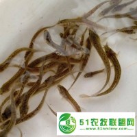 泥鰍養(yǎng)殖-泥鰍養(yǎng)殖失敗癥結(jié)分析-渝長水產(chǎn)養(yǎng)殖場