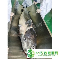 鱘魚肉價(jià)格【鱘魚肉批發(fā)】鱘魚肉供應(yīng)||鱘魚肉廠家
