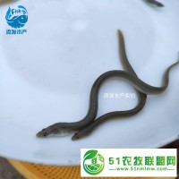 白鱔魚苗批發(fā)** 成活率河鰻魚苗 **鰻魚苗**