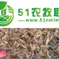 德宏龍蝦苗 28天即可上市 龍蝦苗