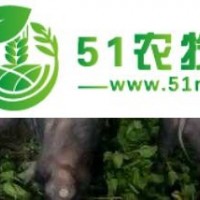 丹陽年豬預(yù)定,南通 年豬是什么豬,延陵百草園桑葉香