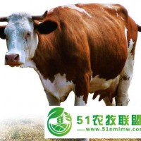 林口縣養(yǎng)殖*戶親傳身教，西門達(dá)爾牛中牛養(yǎng)殖要點(diǎn)