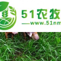 荷蘭豬
