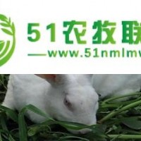 洛陽獺兔養(yǎng)殖公司兆辰獺兔養(yǎng)殖公司