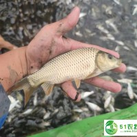 白鰱苗 花鰱苗 鯉魚苗 全國總供應(yīng)商批發(fā)價(jià) 可實(shí)地考察