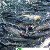 長(zhǎng)樂(lè)*草魚(yú)鰱魚(yú)批發(fā)供應(yīng)商草魚(yú)鰱魚(yú)**批發(fā)供應(yīng)商