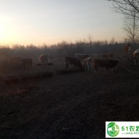 科左中旗肉牛價(jià)格，科左中旗肉牛零售