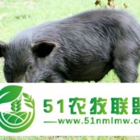 出售純種藏香豬，無飼料散養(yǎng)藏香豬，北京藏香豬養(yǎng)殖廠
