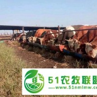 綏芬河有正規(guī)的大型養(yǎng)牛場(chǎng) 常年供應(yīng)**黃牛