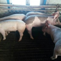 雞東有機生態(tài)肉豬 農(nóng)家肉豬養(yǎng)殖出售