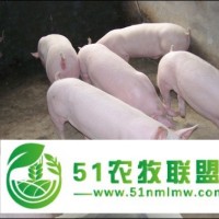豬仔3