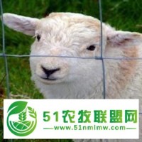供應(yīng)安平貝成** 養(yǎng)殖用牛欄網(wǎng)