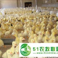 塑料養(yǎng)雞網(wǎng)/揚(yáng)博塑料平網(wǎng)廠