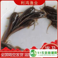 【養(yǎng)殖場**】埃及胡子鯰魚苗 埃及塘鲺魚苗批發(fā) 革胡子鯰魚類 包活發(fā)貨