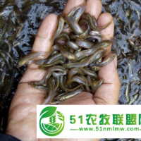 湖北漁添下水產(chǎn)有限公司_漁添下10號泥鰍介紹