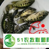 宿州淡水石斑魚苗價(jià)格 石斑魚淡水苗