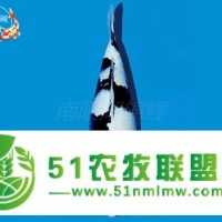 菏澤錦鯉場(chǎng)如何成功養(yǎng)錦鯉水花