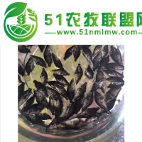 原藍(lán)優(yōu)選鮮活桂花魚苗_農(nóng)業(yè)養(yǎng)殖淡水桂花魚苗價(jià)格