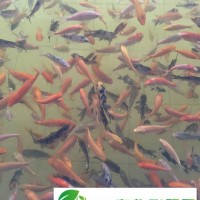 魚(yú)苗魚(yú)種