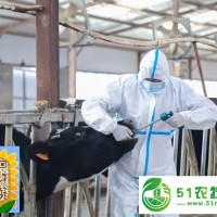 牛瘤胃膠囊五