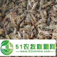 瀘州小龍蝦苗養(yǎng)殖場地 蝦苗齊全