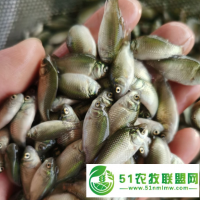 水花魚苗 養(yǎng)殖淡水魚苗 廣東鰱魚 鳙魚 鯽魚 羅非等