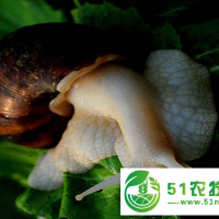 蝸牛養(yǎng)殖蝸牛養(yǎng)殖靠譜嗎？