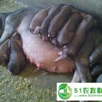 梅山母豬養(yǎng)殖場家
