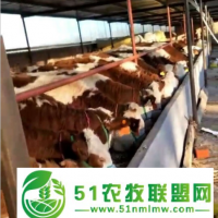 科左后旗肉牛價格，科左后旗肉牛