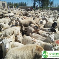 通遼市綿羊養(yǎng)殖，通遼市綿羊養(yǎng)殖