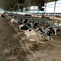 河北省哪家牧業(yè)廠奶牛好