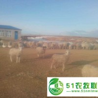 扎賚特旗*肉羊養(yǎng)殖