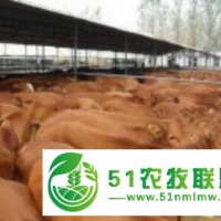 現(xiàn)在黃牛價(jià)格_西門塔爾
