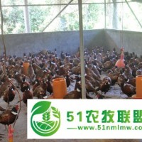 七彩山雞苗批發(fā)
