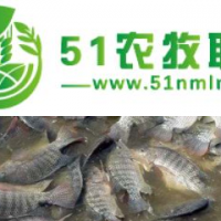 魚類養(yǎng)殖價(jià)格