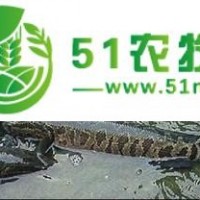 黑魚(yú) 生產(chǎn)方法 養(yǎng)殖方法）黑魚(yú)生產(chǎn)方法
