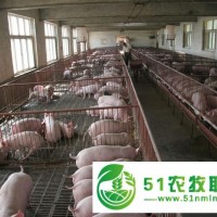 平原縣科學(xué)豬養(yǎng)殖_財(cái)旺養(yǎng)豬*合作社