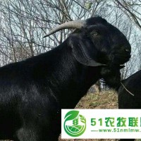黑山羊肉羊價格，黑山羊公羊價格，有黑山羊