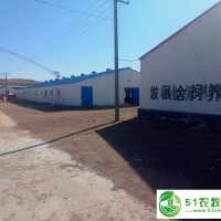 內(nèi)蒙古肥羊養(yǎng)殖價(jià)格