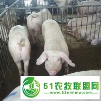 琿春市肉豬價格一頭