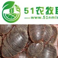 供蘭州土元干貨和甘肅地鱉養(yǎng)殖較**格