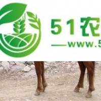 騎馬汗血寶馬價格