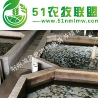 大量供應(yīng)**雜交鱘魚(yú)苗
