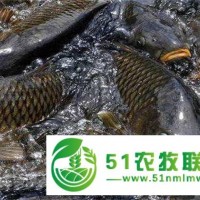南通青魚養(yǎng)殖技術(shù)